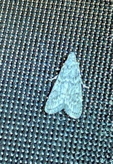 Heteromicta pachytera