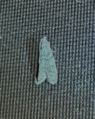 Heteromicta pachytera