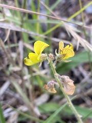 Rhynchosia caribaea