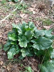 Arum italicum