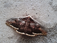Saturnia pyri