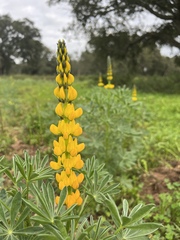 Lupinus luteus