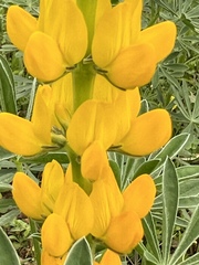 Lupinus luteus