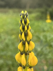 Lupinus luteus