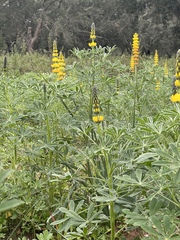Lupinus luteus