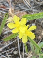 Corchorus asplenifolius