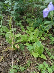 Liparis campylostalix