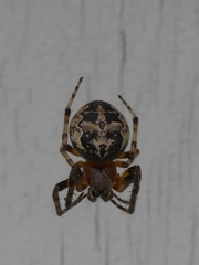 Larinioides patagiatus