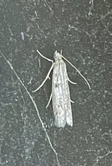 Cryptoblabes hemigypsa