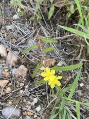 Corchorus asplenifolius