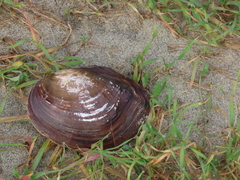 Sinanodonta woodiana