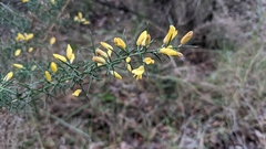 Ulex parviflorus