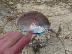 Sinanodonta woodiana