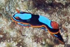 Chromodoris westraliensis