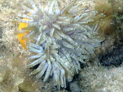 Heteractis