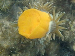 Heteractis