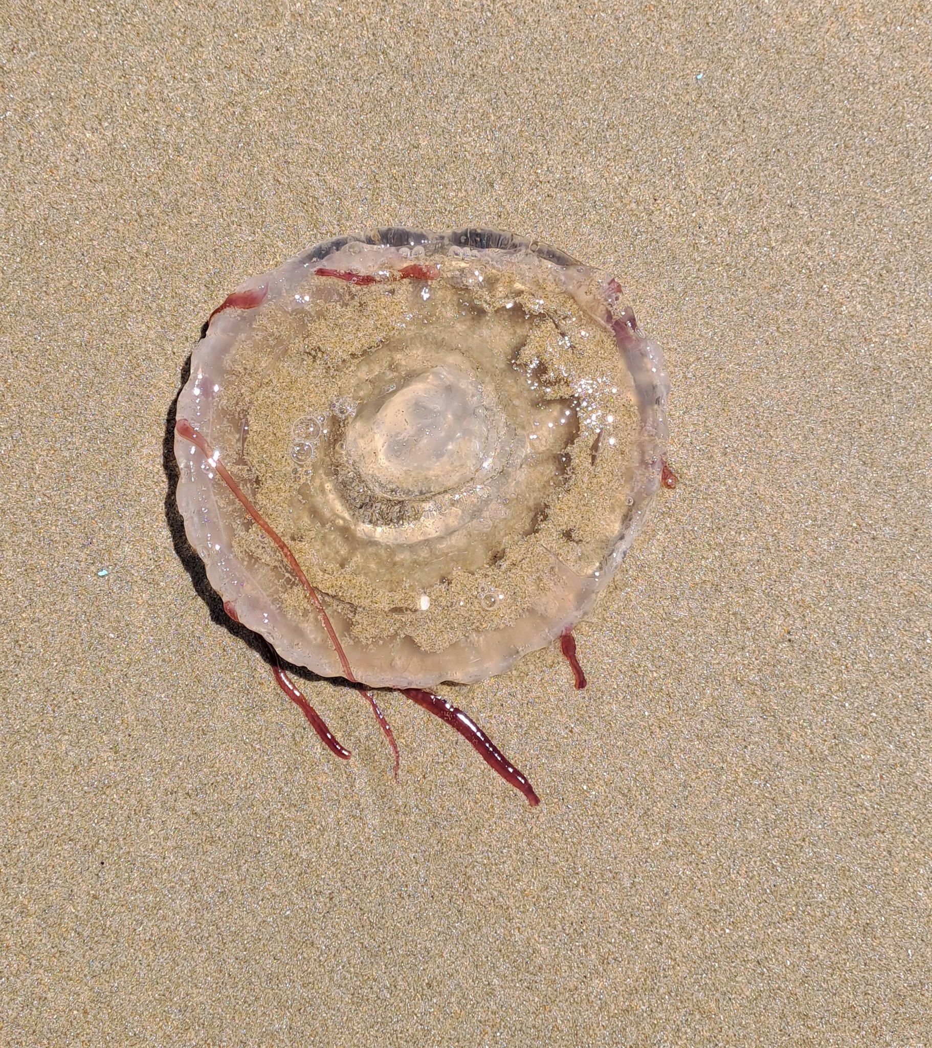 Chrysaora agulhensis Ras, Neethling, Engelbrecht, Morandini, Bayha, Skrypzeck & Gibbons, 2020
