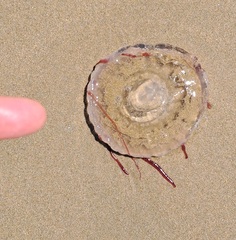 Chrysaora agulhensis