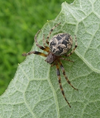 Larinioides patagiatus
