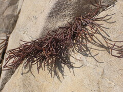 Ephedra monosperma