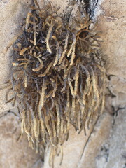 Selaginella sanguinolenta