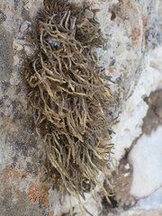 Selaginella sanguinolenta