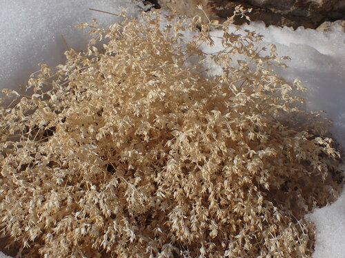 Mesostemma dichotomum