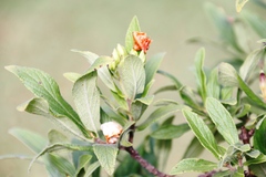 Bowkeria verticillata
