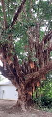 Ficus sur