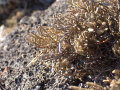 Selaginella sanguinolenta
