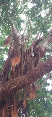 Ficus sur
