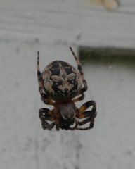 Larinioides patagiatus