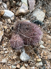 Echinomastus erectocentrus erectocentrus