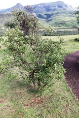 Bowkeria verticillata