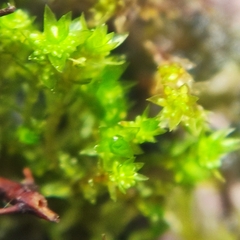 Bryum barnesii