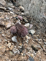 Echinomastus erectocentrus erectocentrus