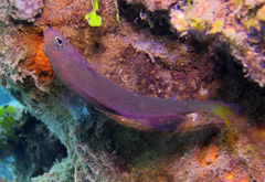 Pseudochromis marshallensis