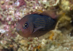 Pseudochromis marshallensis
