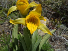 Chloraea alpina
