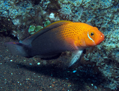 Pseudochromis steenei