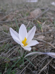 Crocus alatavicus
