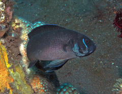 Pseudochromis steenei