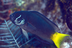 Pseudochromis steenei