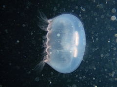 Aurelia marginalis