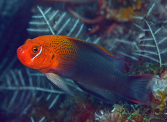 Pseudochromis steenei