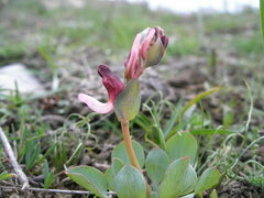 Corydalis ledebouriana