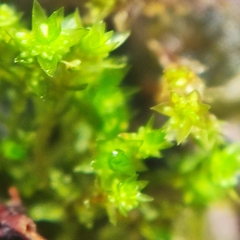 Bryum barnesii