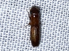 Euplatypus compositus