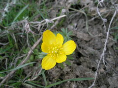 Eranthis longistipitata