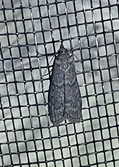 Heteromicta pachytera